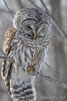 an owl sitting on top of a tree branch in the wintertime with its eyes closed