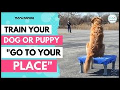 a brown dog sitting on top of a blue table next to a person in a parking lot