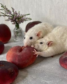 two white mice sitting on top of each other next to some peaches and flowers