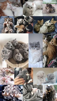 there are many different pictures of cats together