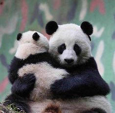 two black and white panda bears hugging each other