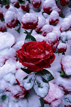 a single red rose covered in snow