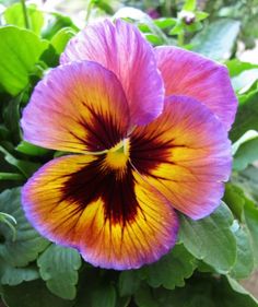 a purple and yellow flower with green leaves