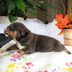 a small dog laying on top of a bed