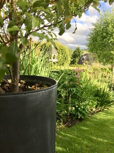 a potted plant in the middle of a garden