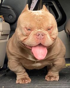 a brown dog sitting in the back seat of a car with its tongue hanging out