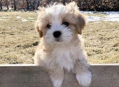 a small white dog sitting on top of a wooden bench