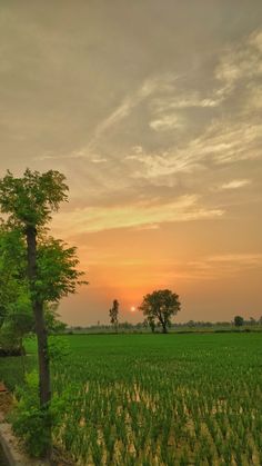 the sun is setting over a green field with trees in the foreground and an orange sky