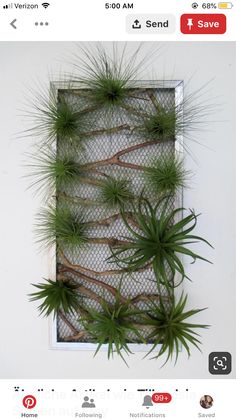 an air plant is hanging on the wall next to a wire mesh frame with plants growing out of it