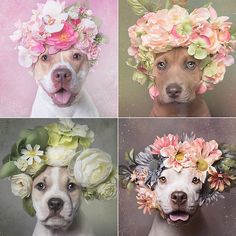 four pictures of dogs with flowers on their heads