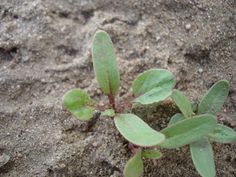 a small plant sprouts out of the sand