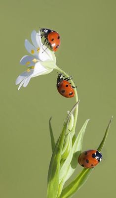 three ladybugs sitting on top of a white flower