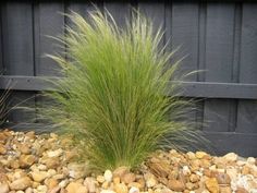 a green plant sitting on top of a gravel ground next to a wooden fence and rocks