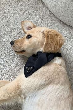 a dog laying on the floor wearing a black bandana