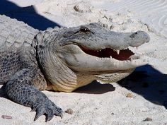 an alligator with its mouth open laying in the sand