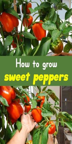 how to grow sweet peppers in the garden