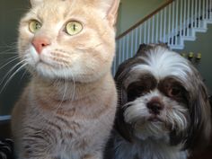 a cat and dog sitting next to each other on top of a wooden floor in front of stairs