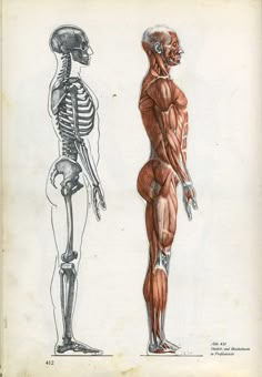 an image of two human anatomy sketches