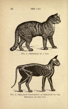 two different types of cats with skeleton markings