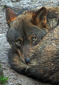 a close up of a furry animal laying on top of a dirt ground next to grass