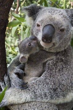 two koalas cuddle together in the trees