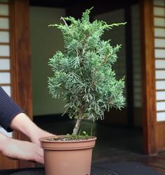 a person is holding a potted plant in their hand