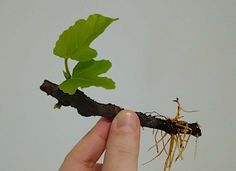 a hand holding a branch with leaves and roots