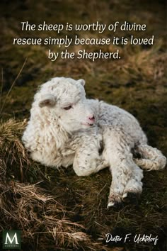 the sheep is worthy of divine rescue simply because it's loved by the shepherd