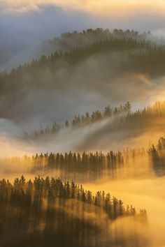 the sun is shining through the foggy trees on top of the hill in the distance