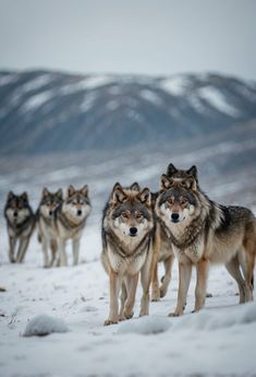 A pack of wolves roam the snowy tundra of the Arctic Refuge, their fur blending in with the white landscape as they hunt for prey Alaska Forest, Alaska Animals, Arctic Wildlife, Alaska Landscape, Alaskan Wildlife, Types Of Forests, Alaska Photography, Forest Wildlife, Alaska Wildlife