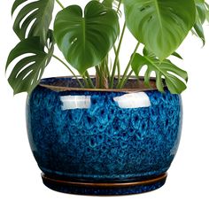 a potted plant with green leaves in it