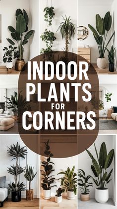 indoor plants for corner walls with text overlay