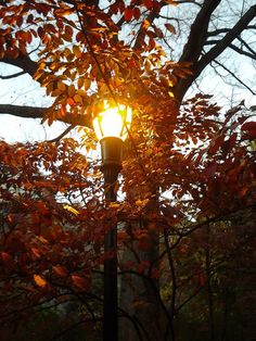 a street light in the middle of some trees with autumn leaves on it's branches