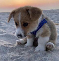 a small brown and white dog sitting in the sand