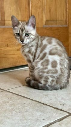 a cat sitting on the floor in front of a door and looking at the camera