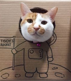 an orange and white cat is sitting in a cardboard box with its head sticking out