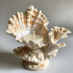 a candle is lit inside of a shell