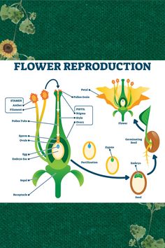 the flower reproduction diagram is shown in green and yellow colors, with flowers on each side