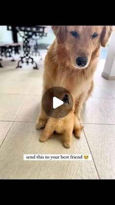 a dog is sitting on the floor with its paw on another dog's head