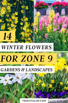 Brighten up your garden with these 14 beautiful winter flowers for zone 9 that thrive in the cooler months. Enjoy colorful blooms that bring life to your winter landscapes and make gardening a year-round joy. Take a peek now and save this pin for your next winter gardening project! Zone 10 Landscaping, Zone 9 Gardening, Flower Bed Designs, Winter Landscapes