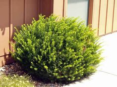 a green bush in front of a brown building