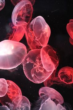 many jellyfish are swimming in the water