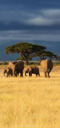 a herd of elephants walking across a dry grass field under a dark sky with clouds