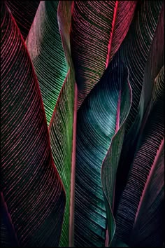 some very pretty colorful leaves in the dark