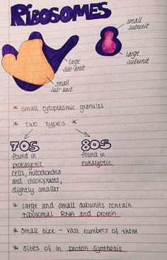 a piece of paper with writing on it that says, ribosones and two types of