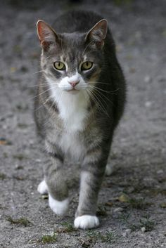 a gray and white cat is walking on the ground