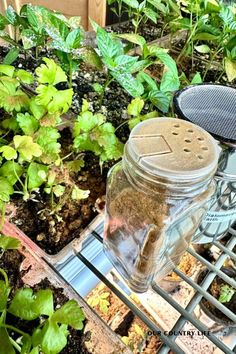 a jar filled with dirt sitting on top of a metal grate next to plants