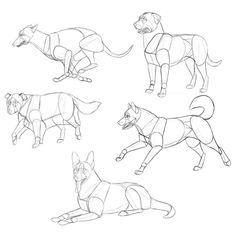 the stages of how to draw a dog in four different poses, from front to back