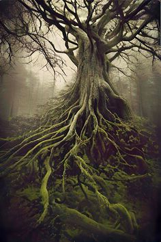 an old tree with its roots exposed in the forest