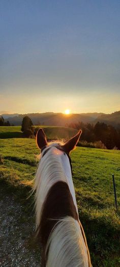 a brown and white horse standing on top of a lush green field